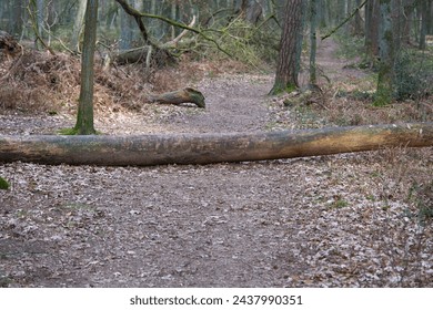 Downed tree blocked path in the summer forest.