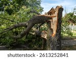 Downed trees, broken trunks from strong gusts of wind in the city, extensive weather damage, tornadoes and violent storms. Weather reports for destructive storms, torrential rains.