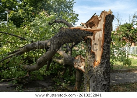 Downed trees, broken trunks from strong gusts of wind in the city, extensive weather damage, tornadoes and violent storms. Weather reports for destructive storms, torrential rains.