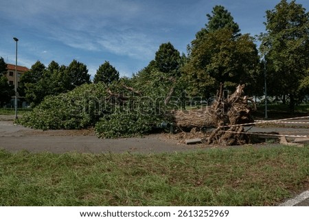 Downed trees, broken trunks from strong gusts of wind in the city, extensive weather damage, tornadoes and violent storms. Weather reports for destructive storms, torrential rains. news, events.
