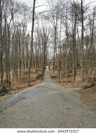 Downhill - Bare Forest, cold and spooky environment