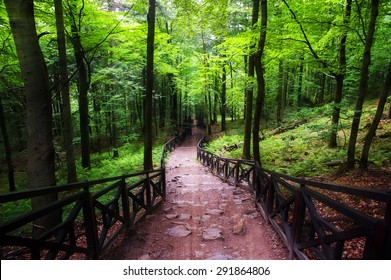Downhill path through the forest