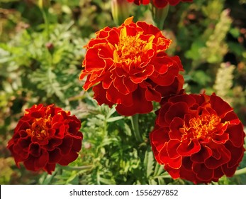 Download Flower Wallpaper Images Stock Photos Vectors Shutterstock