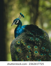 Download the latest peacock