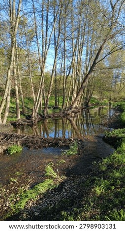 Downstream view of a beaver dam on the river Wuhle, Biberdamm an der Wuhle von flussabwärts gesehen, Berlin Marzahn, Wuhletal, Germany