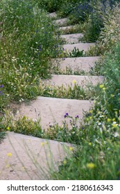 Downward Section Of Stairs Covered By Vegetation 