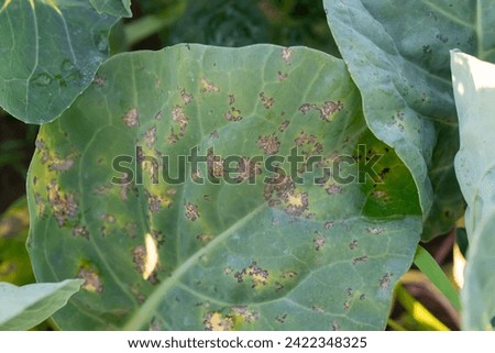 downy mildew in kale leaf