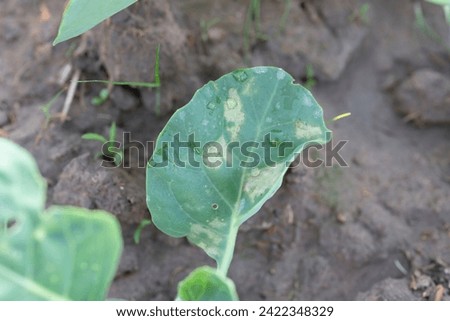 downy mildew in kale leaf