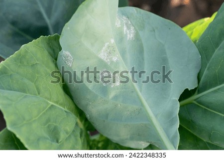 downy mildew in kale leaf