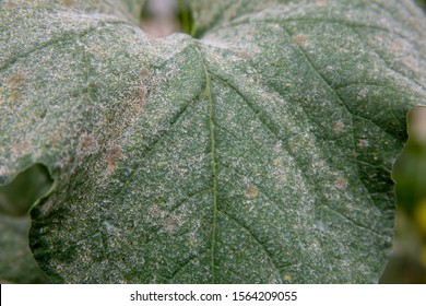 Downy Mildew On Cantaloupe Melon Leaves In Agriculture Farm. Pseudoperonospora Cubensis. Peronospora Parasitica. Problems Of Industrial Agriculture