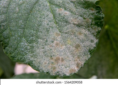 Downy Mildew On Cantaloupe Melon Leaves In Agriculture Farm. Pseudoperonospora Cubensis. Peronospora Parasitica. Problems Of Industrial Agriculture