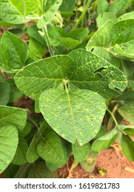 Downy Mildew (Peronospora Manshurica) In Soybean Plant