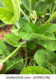 Downy Mildew (Peronospora Manshurica) In Soybean Plant