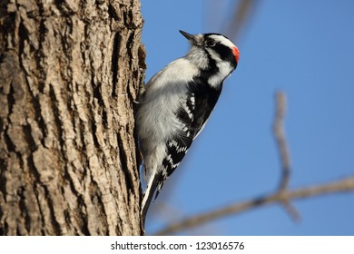 Downy Woodpecker