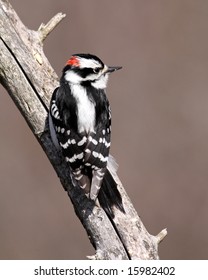 Downy Woodpecker