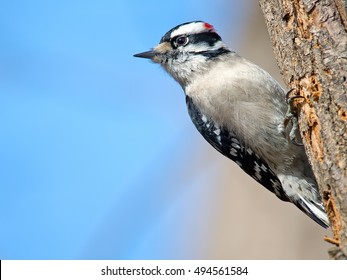 Downy Woodpecker