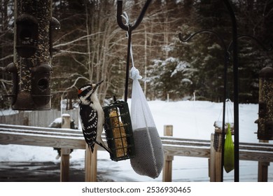 A downy woodpecker bird hanging on a bird feeder eating seeds - Powered by Shutterstock