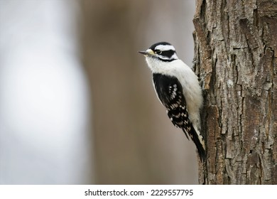 A (downy) woodpecker (female) on a tree with winter-like background. - Powered by Shutterstock