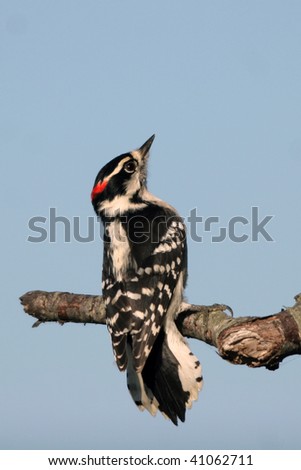 Similar – Image, Stock Photo Great Spotted Woodpecker