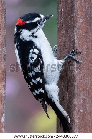 Image, Stock Photo Great Spotted Woodpecker