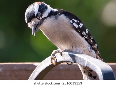 A Downy Woodpecker on the bird feeder                                - Powered by Shutterstock