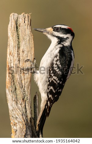 Similar – Image, Stock Photo Great Spotted Woodpecker