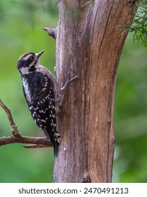 Downy woodpecker perched on a tree