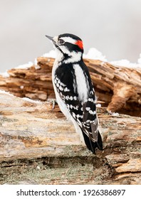 Downy Woodpecker Perched On A Winter Log.