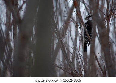 Downy Woodpecker In Regina, SK