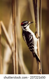 A Downy Woodpecker searches for lunch.