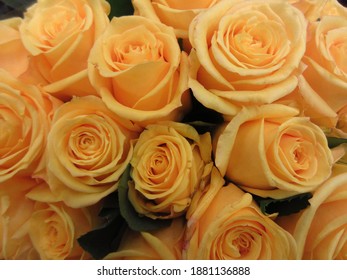 Dozen Of Beautiful Vibrant Yellow Roses 