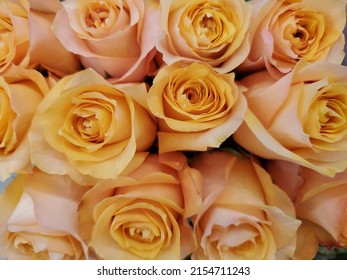 A Dozen Yellow Roses Up Close For Spring Or Summer Floral Holidays