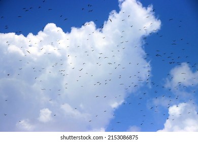 Dozens hundreds of frigatbirds in Mexican blue sky in front of huge white cloud over Cancun. Flock swarm of Fregata magnificens flying over tropical island Isla Mujeres. 