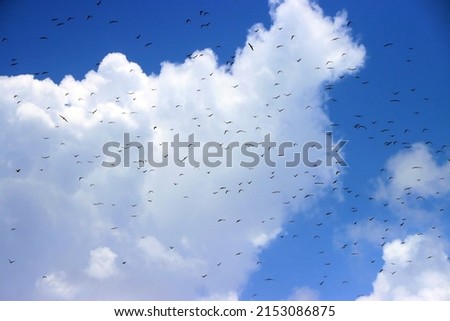 Dozens hundreds of frigatbirds in Mexican blue sky in front of huge white cloud over Cancun. Flock swarm of Fregata magnificens flying over tropical island Isla Mujeres. 