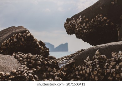 The Dozens Of Mussels And Mollusks On The Rock