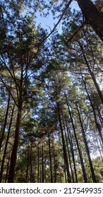 Dozens Of Trees In This Picture, Grow In Areas That Are Safe From The Evil Hands Of Savage Humans. The Green Leaves Of Each Tree Produce A Satisfying Beauty.