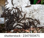 A dozens of yellow-spotted millipedes showed up after rain all night long