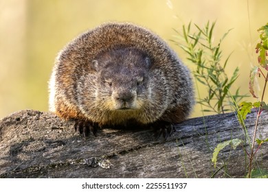 Dozing, sleepy woodchuck. Groundhog (Marmota monax) snoozing on his preferred log. Small mammal napping in the morning sunlight. Large rodent preparing for groundhog day. Taken in controlled coditions