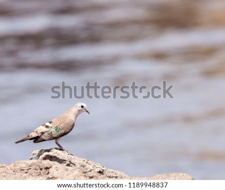 The drab background highlights the few colorful feathers of this emerald-spotted dove