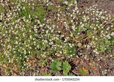 33 Common Whitlow Grass Images, Stock Photos & Vectors | Shutterstock