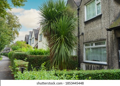 Dracaena Or Dragon Tree In Urban Landscape England