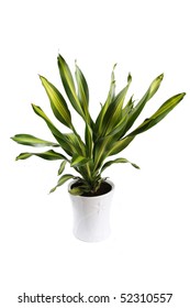 Dracaena Fragrans