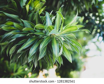 Dracaena Fragrans 'Compacta'