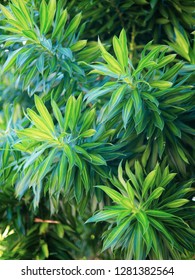 Dracaena Fragrans 'Compacta'