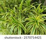 Dracaena reflexa commonly called song of India or song of Jamaica is a tree native to Mozambique, Madagascar, Mauritus, and other nearby islands of the Indian Ocean