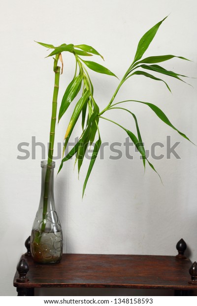 Dracaena Lucky Bamboo Vase On Wooden Stock Photo Edit Now 1348158593