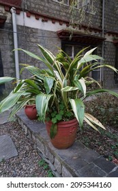 Dracaena Malaika (Dragon Tree) Plant In Pot