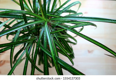Dracaena Marginata, Dragon Tree, Houseplant Closeup, Water Drops On The Green Leaves, Wooden Background, Picture For Web, Print, Magazine, Cover, Postcard, Wallpaper