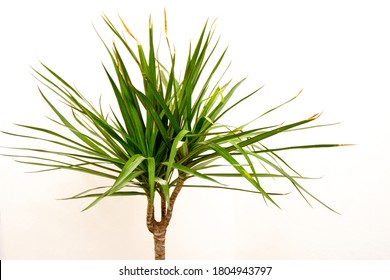 Dracaena Marginata Home Indoor Plant 