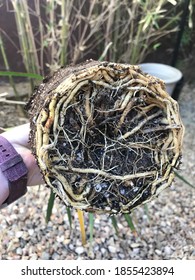 A Dracaena Marginata Plant With Rootbound Roots 0750